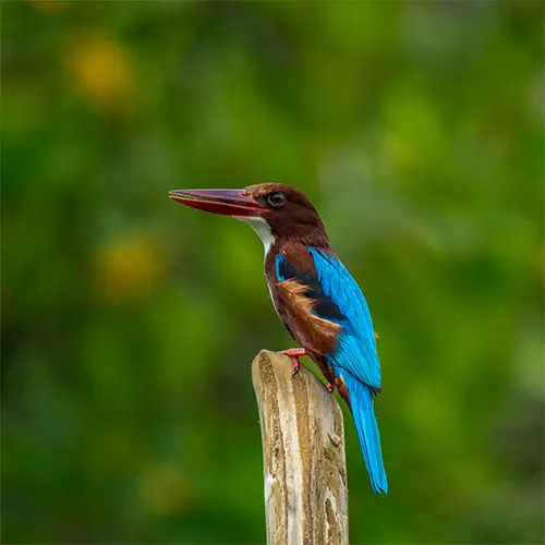 Nature + King Fisher + White Throated Kingfisher