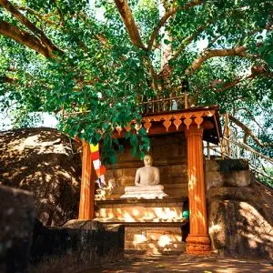 First Kingdom of Sri Lanka, Anuradhapura Sri Maha Bodhiya or Bodhi Tree